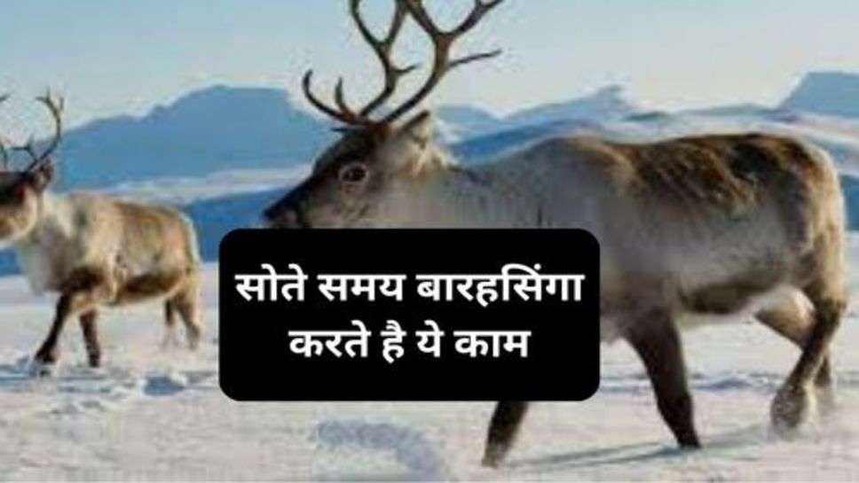 Reindeer Fact : सोते समय बारहसिंगा करते है ये काम, जानकर हो जाएगें हैरान