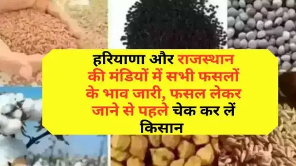 Prices of All Crops Haryana and Rajasthan: हरियाणा और राजस्थान की मंडियों में सभी फसलों के भाव जारी, फसल लेकर जाने से पहले चेक कर लें किसान 