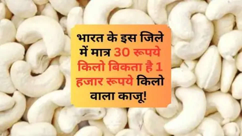 Cashew Price In India : भारत के इस जिले में मात्र 30 रूपये किलो बिकता है 1 हजार रूपये किलो वाला काजू! 