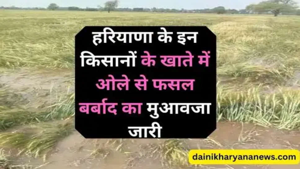 Haryana Kisan News : हरियाणा के इन किसानों के खाते में ओले से फसल बर्बाद का मुआवजा जारी, चेक करें लिस्ट में अपना नाम