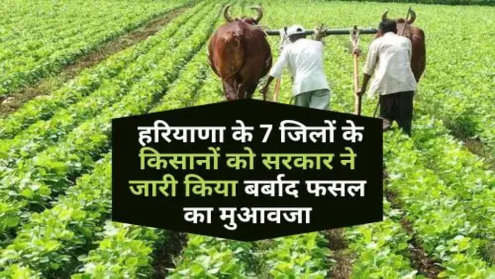 Haryana Kisan News : किसानों की लगी लॉटरी, हरियाणा के 7 जिलों के किसानों को सरकार ने जारी किया बर्बाद फसल का मुआवजा